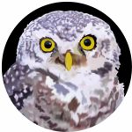 Hoot October 2026 Small Icon